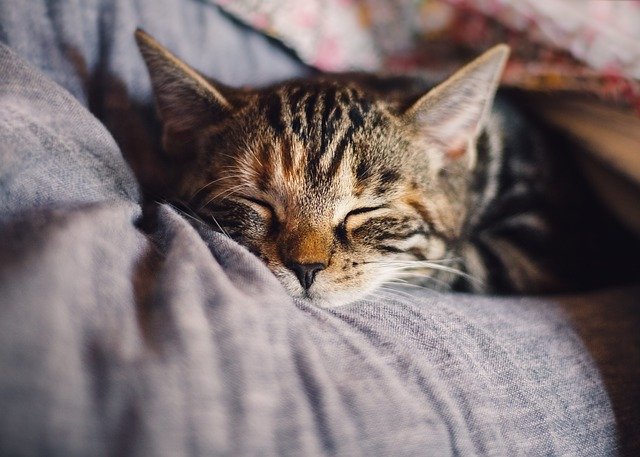 A sleeping cat